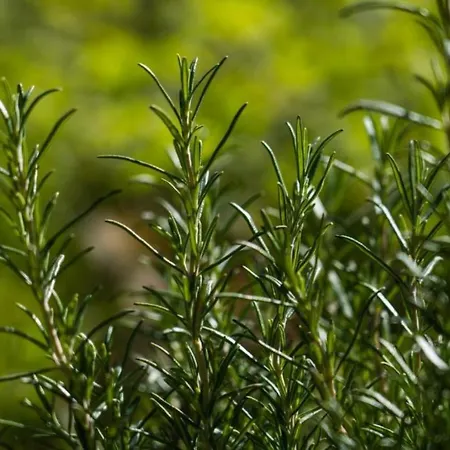 Villaggio Anemone Fragolina * Capanne di Sillano