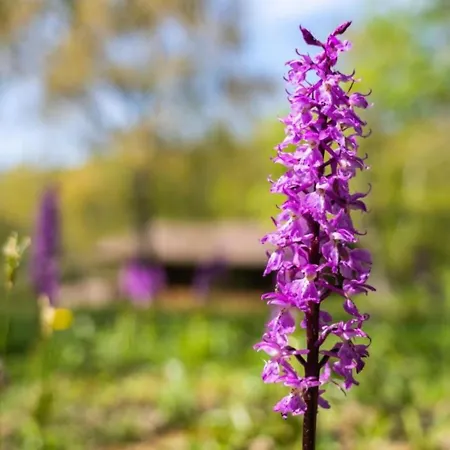 Villaggio Anemone Fragolina Prázdninový dům